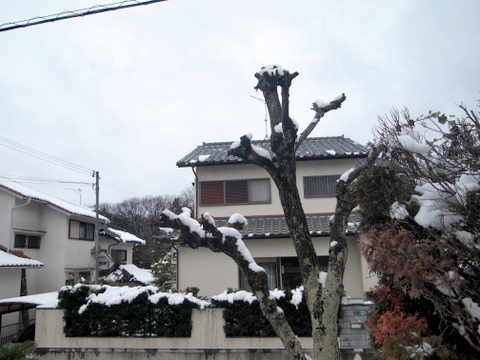 庭から見た南京ハゼと雪