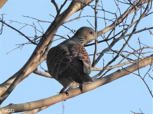 万葉集3468_「山鳥」は「ヤマバト(キジバト)」でしょうか? | いねねの趣味三昧(昆虫・野鳥・古寺巡り・読書・木工・語学など) - 楽天ブログ