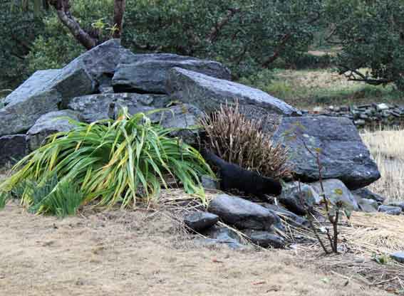我が家のニャンコ♪2014/01/09-3