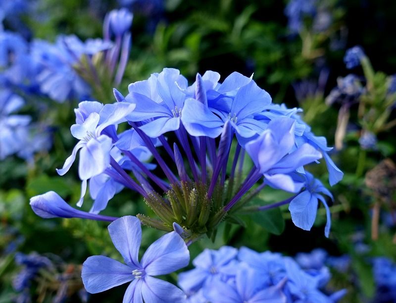 9月1日 今日の一花 ルリマツリ 瑠璃茉莉 その２ Gazengamaのブログ 散歩中に出合った花と趣味の陶芸作品 楽天ブログ