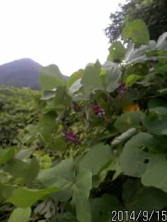 蔓植物