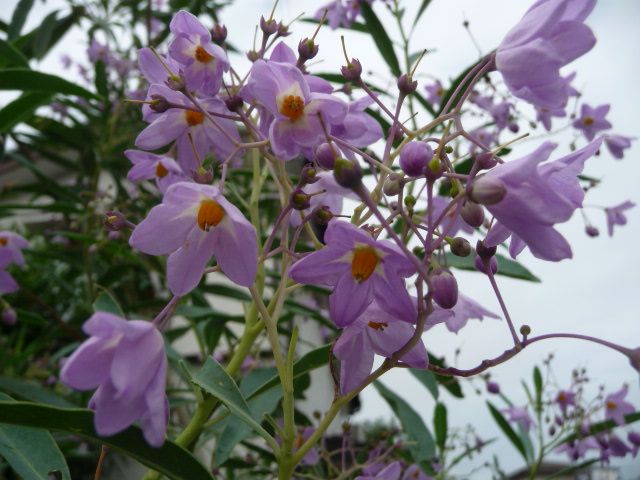 瑠璃柳(ルリヤナギ)&ゴーヤの花と実&カラスウリ (写真あり) | 私の好き