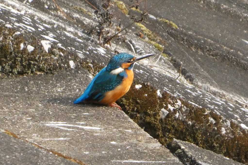 515
