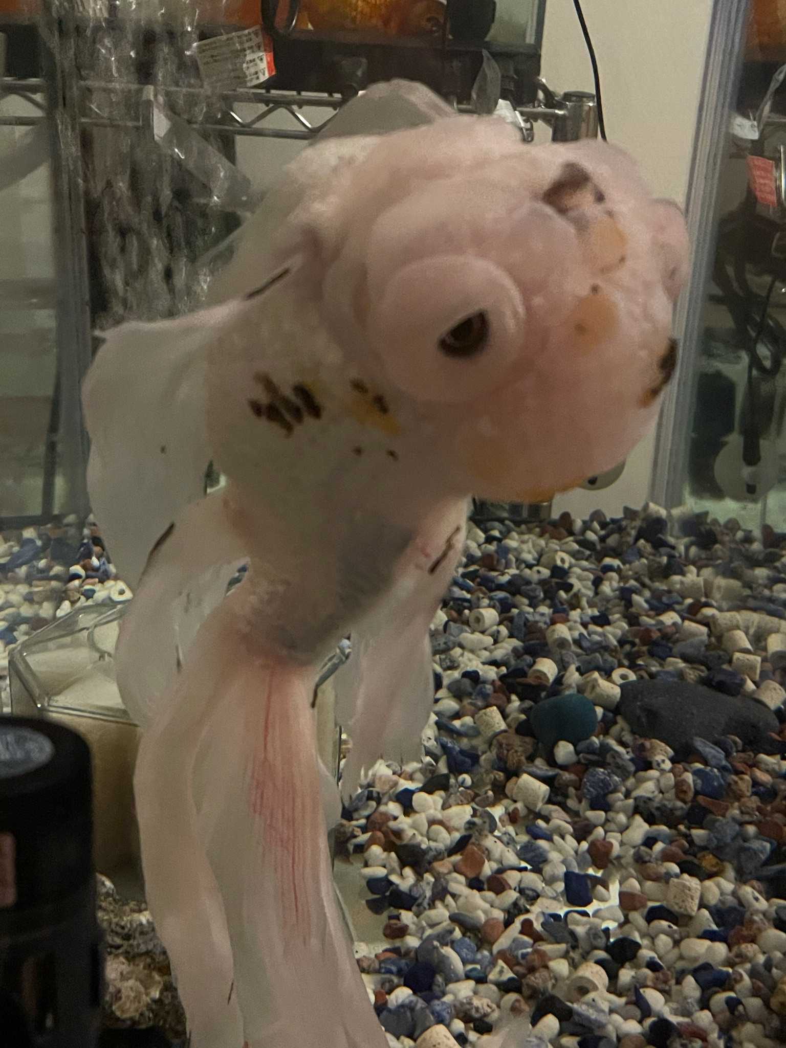 金魚 春夏秋冬 楽天ブログ