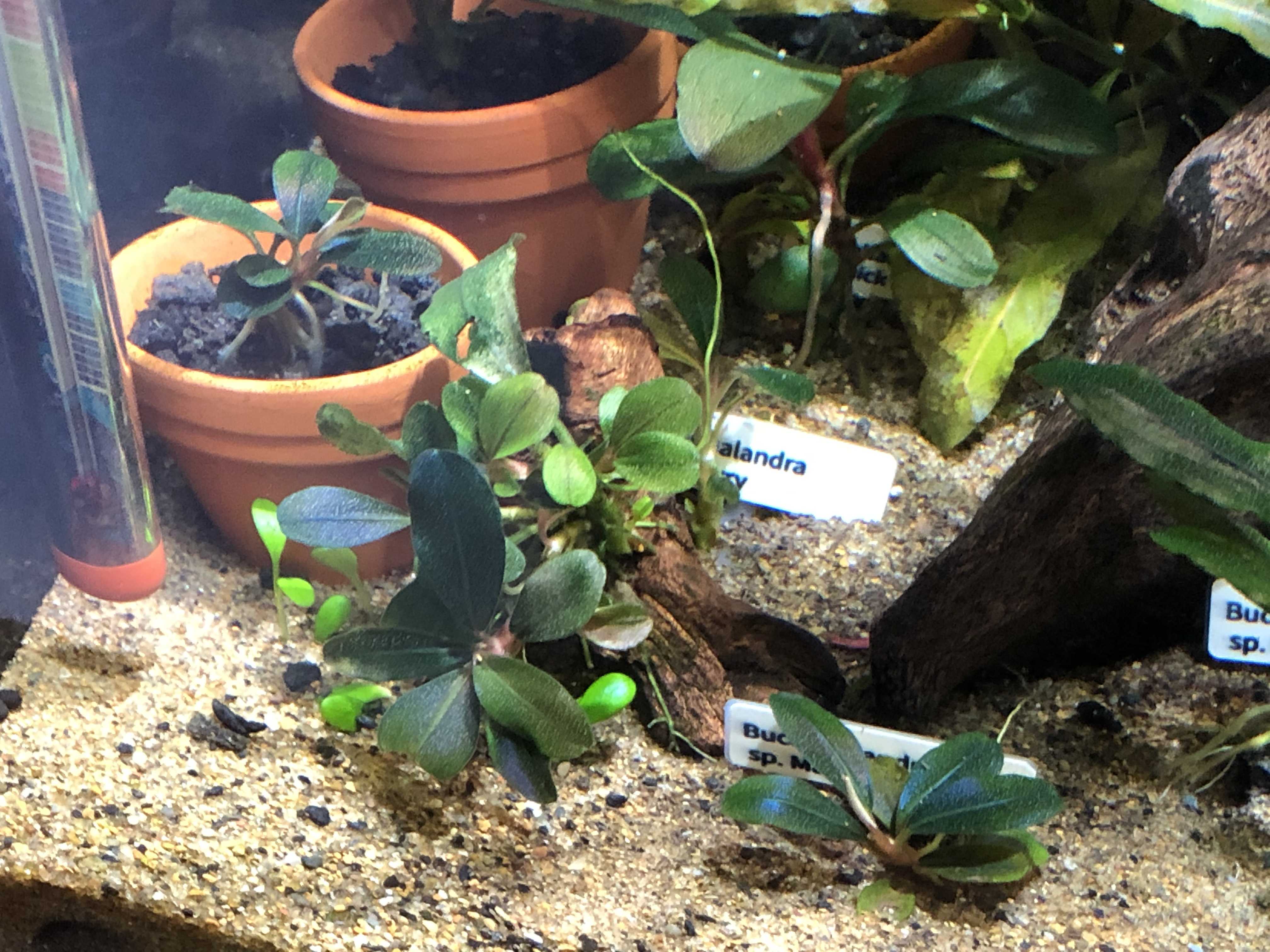 Bucephalandra sp.magician水槽内全て大小合わせて約50株 Bucephalandra sp.magician水槽内全て大小合わせて約50株