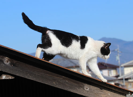 我が家のニャンコ♪2015/1/25-3