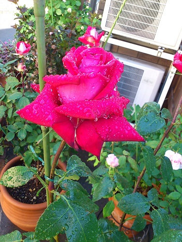 レッドデビル　2013.5.12A.jpg