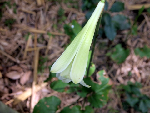 斜め上・外側の花