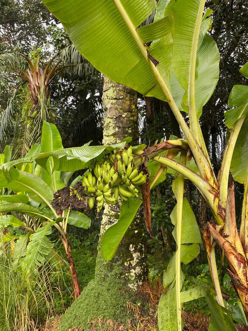 野生のバナナ 食べた事ありますか サウジャナ パームコース マレーシアでロングステイと ゴルフ中心生活 楽天ブログ