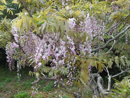 蓮華寺池公園　藤の花