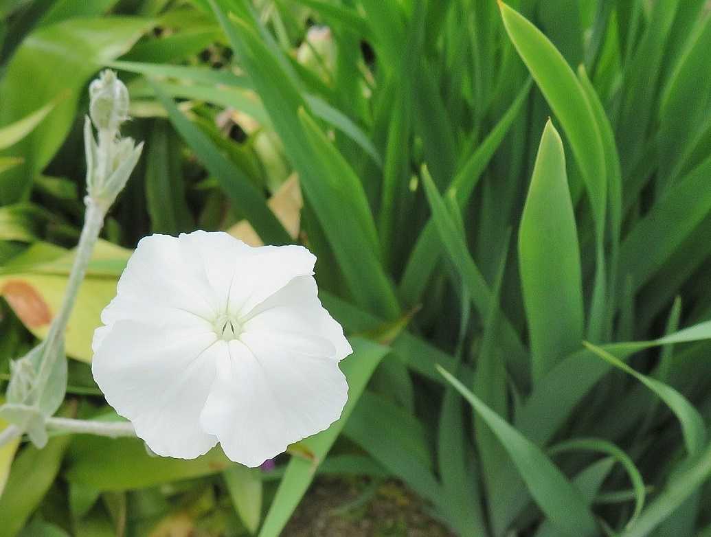 あい変わらず 花はスイセンノウ ヒューケラ だい のひとりごと 楽天ブログ
