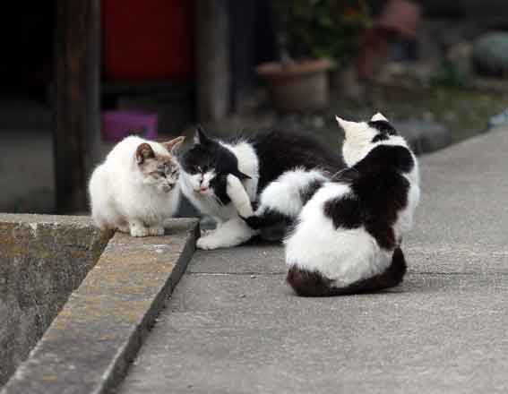 我が家のニャンコ♪2014/03/29-2