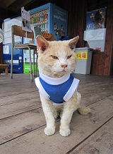 猫.jpg