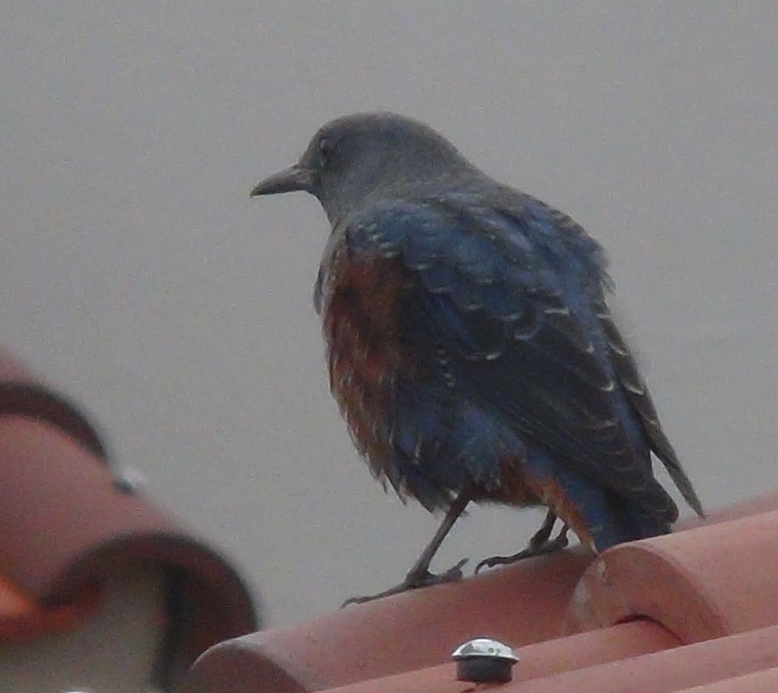 幸せの 青い鳥 イソヒヨドリ はなとりうみやま 楽天ブログ