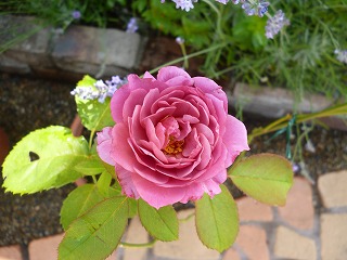 P1200921ss.jpg