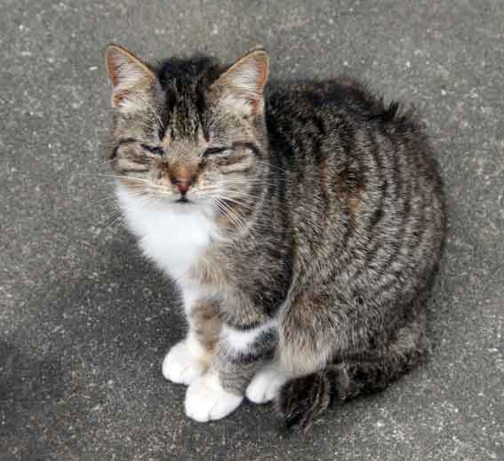 我が家のニャンコ♪2013/1/27-2