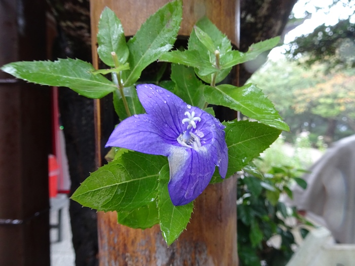 DSC02722_R.JPG