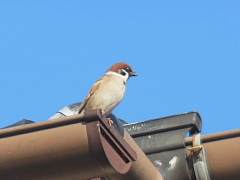 conv0309.JPG