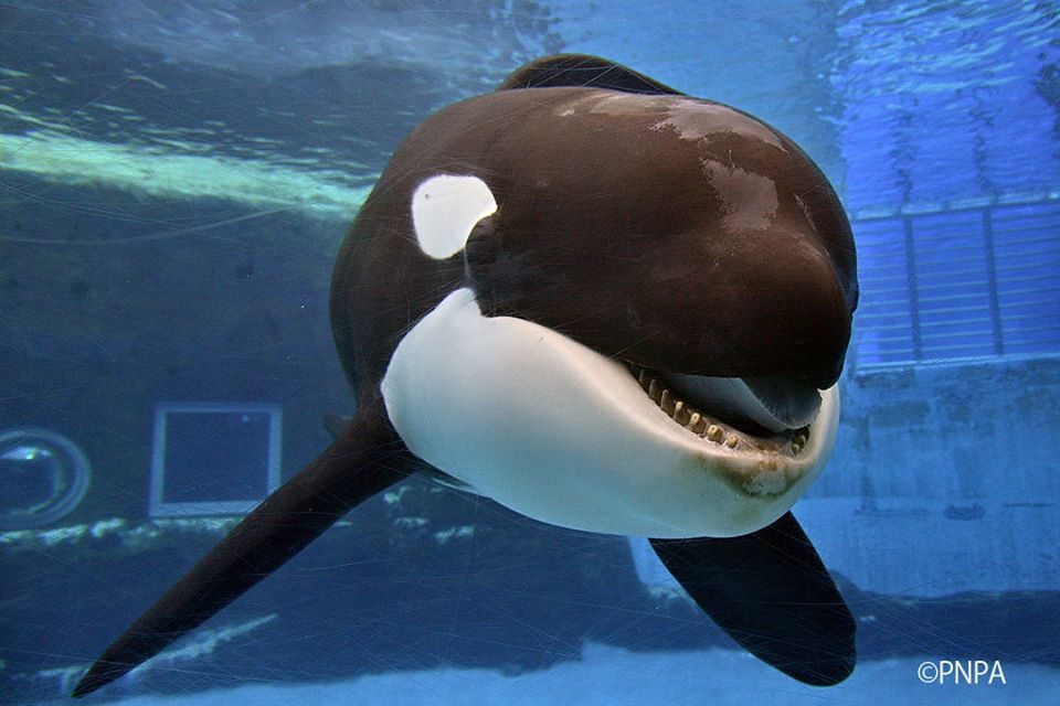 名古屋港水族館 シャチが Inkyoのたわごと 楽天ブログ