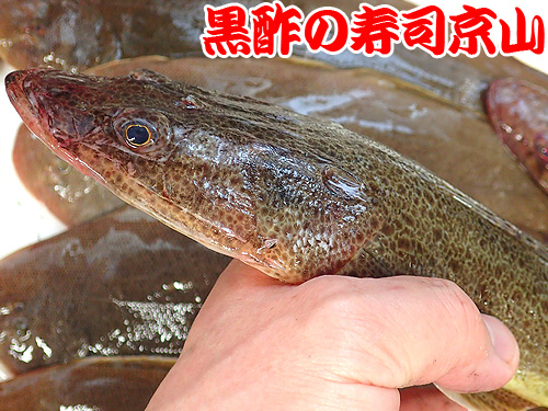 ヨシノゴチ　寿司.jpg