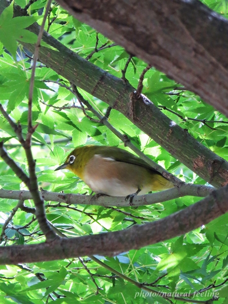 冬鳥メジロ8.JPG