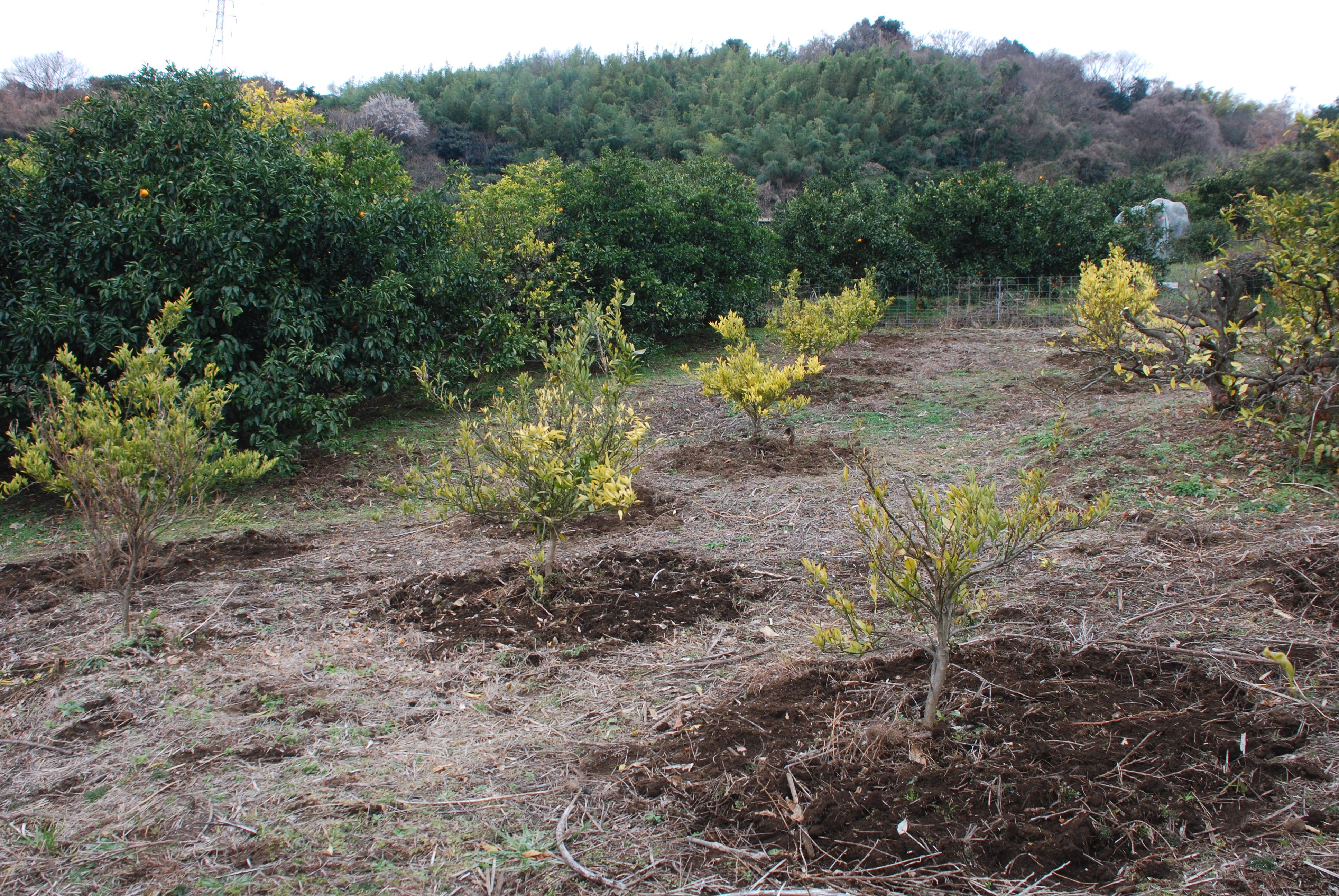 みかんの収穫は終えてますが その後の手入れに行ってきました みかんの木を育てる 四季の変化 楽天ブログ