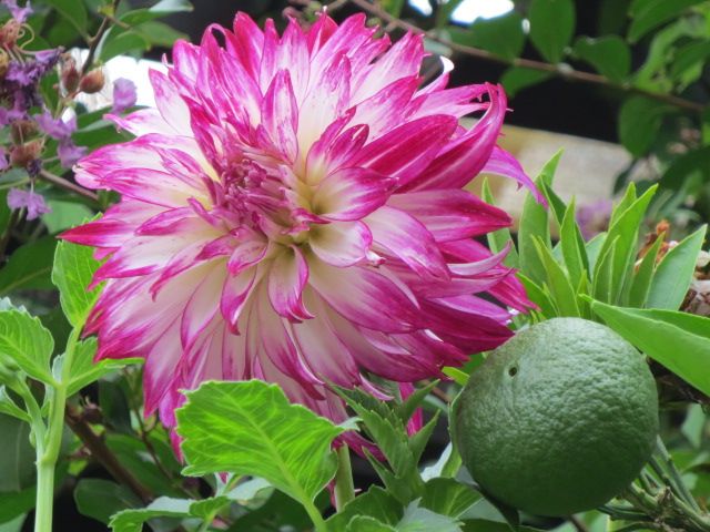 えっ え ﾟdﾟ すごい 夏に元気な花達とバラの消毒 ばぁばの薔薇の花園 楽天ブログ