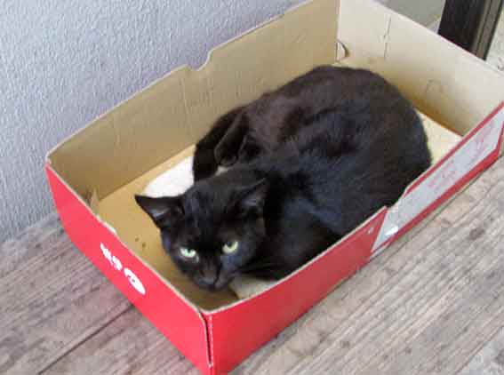 我が家のニャンコ♪2015/9/8-2