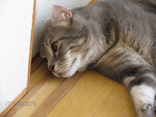 IMG_0695 - コピー (2).JPG