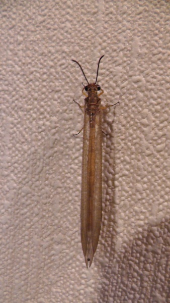 ウスバカゲロウ　薄羽蜉蝣
