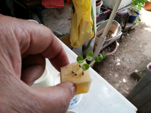 20150603 スポンジに芽.jpg