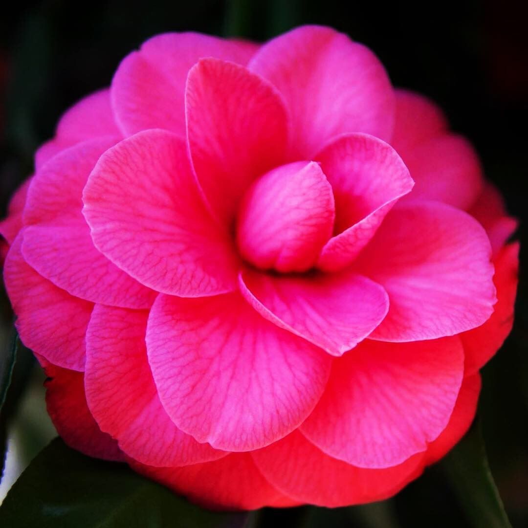 椿が綺麗だ 育 チャリ ジムニー バイク De キャンプ 楽天ブログ