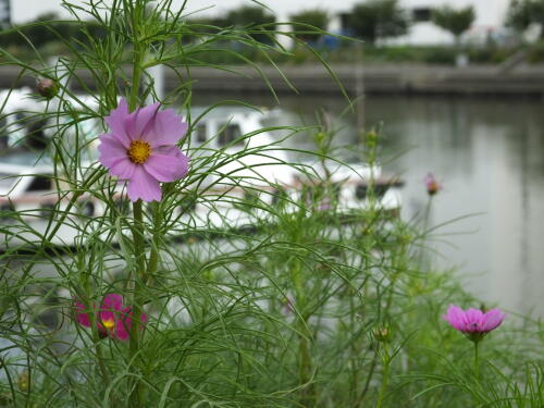 しながわ花海道