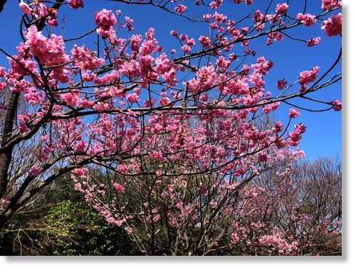 横浜緋桜 末摘む花の雑記帳 楽天ブログ