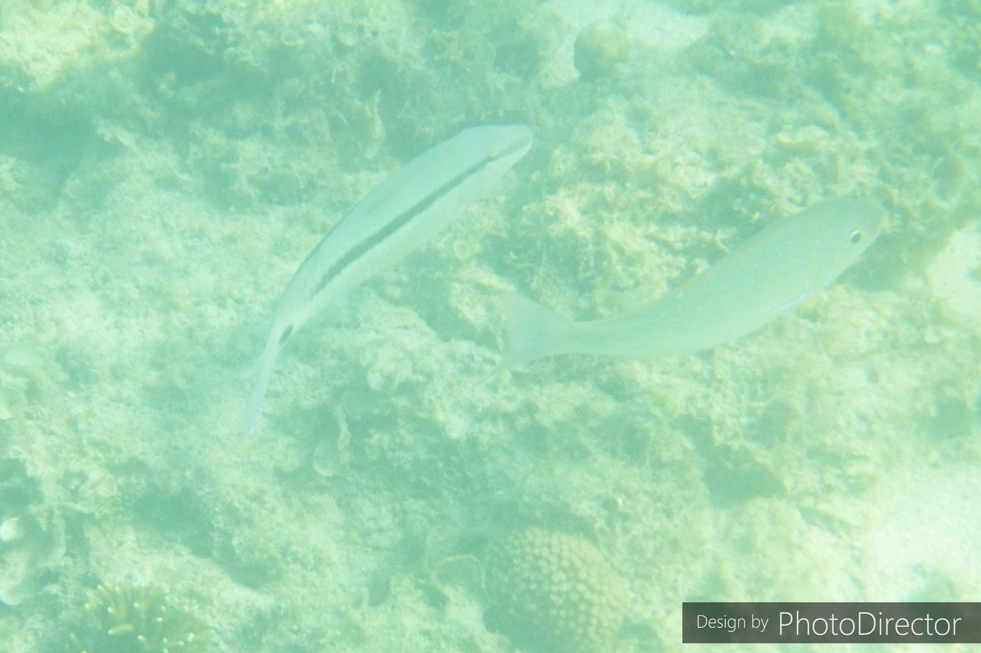 2ページ目の記事一覧 ねこログ 楽天ブログ