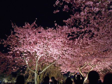 なばなの里の河津桜