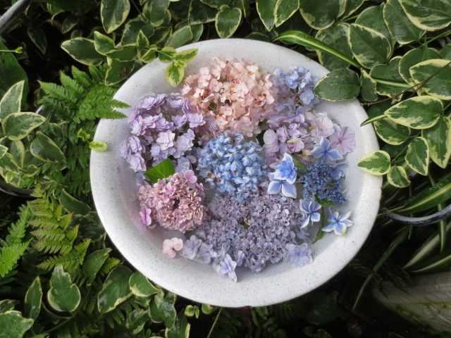 なかなかの成功率 アジサイの挿し木植え替え 桃もリンゴも楽しみな季節 薔薇のひな壇 ばぁばの薔薇の花園 楽天ブログ