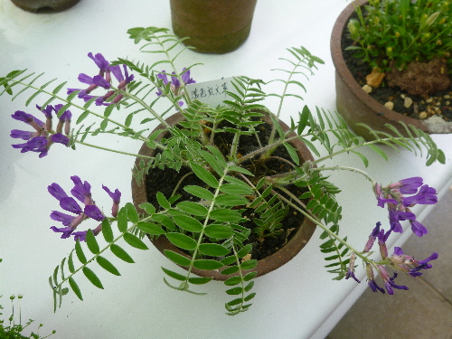 P1100330(1).JPG