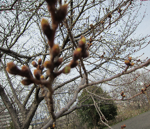 桜