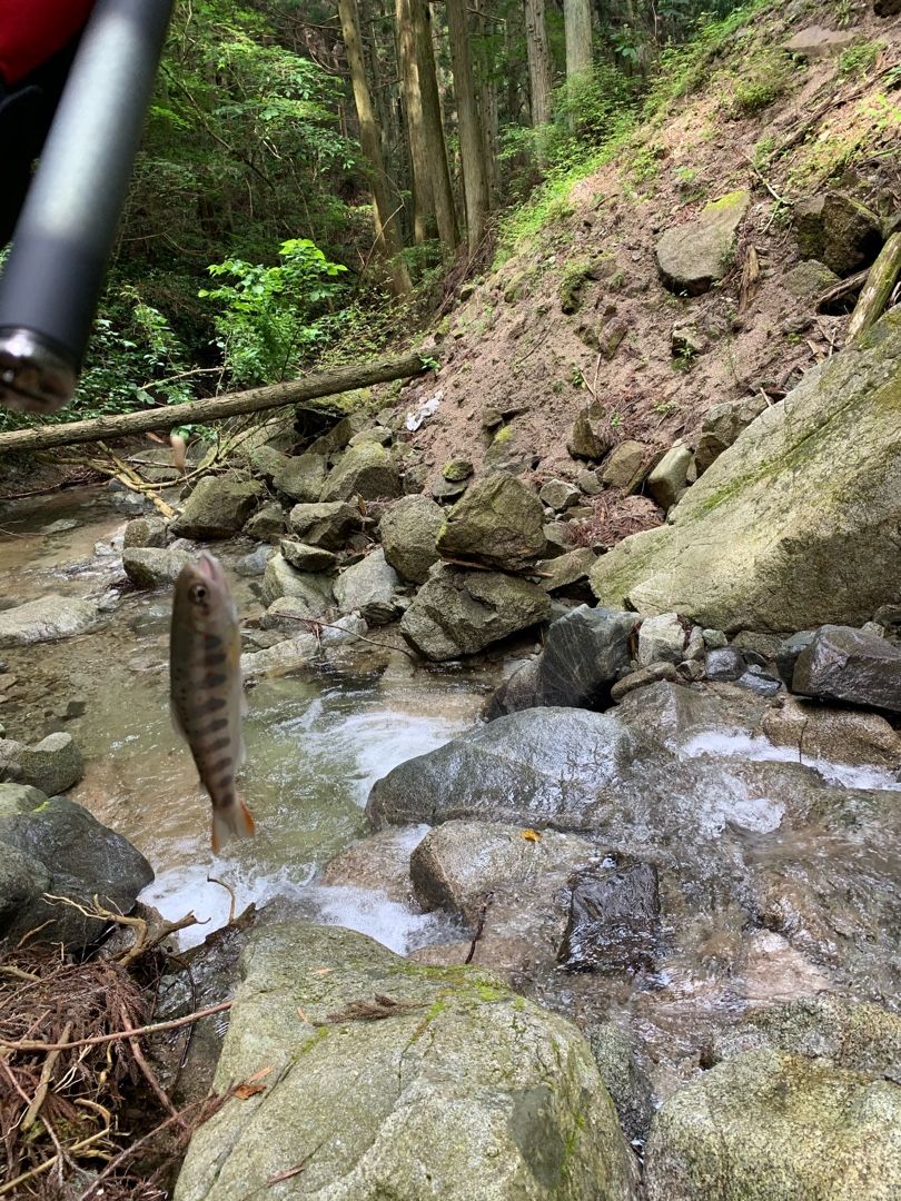 愛媛渓流釣り野郎！湯山川！松山市！石手川！  愛媛渓流釣り野朗 