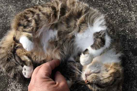 我が家のニャンコ♪2013/1/21-2