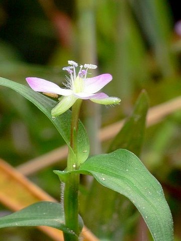 イボクサの花と茎