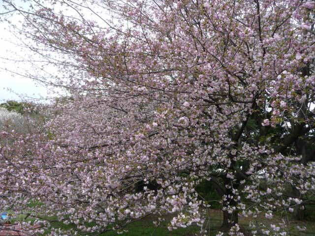 612 八重桜、ピンク