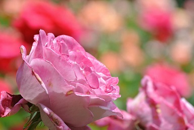 DSC_1956.JPG