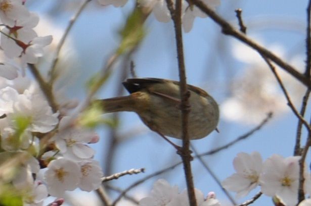 さくらにウグイス きまぐれフォトダイアリー 楽天ブログ