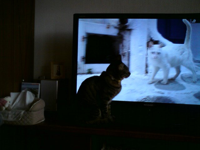 ぶらり猫歩き