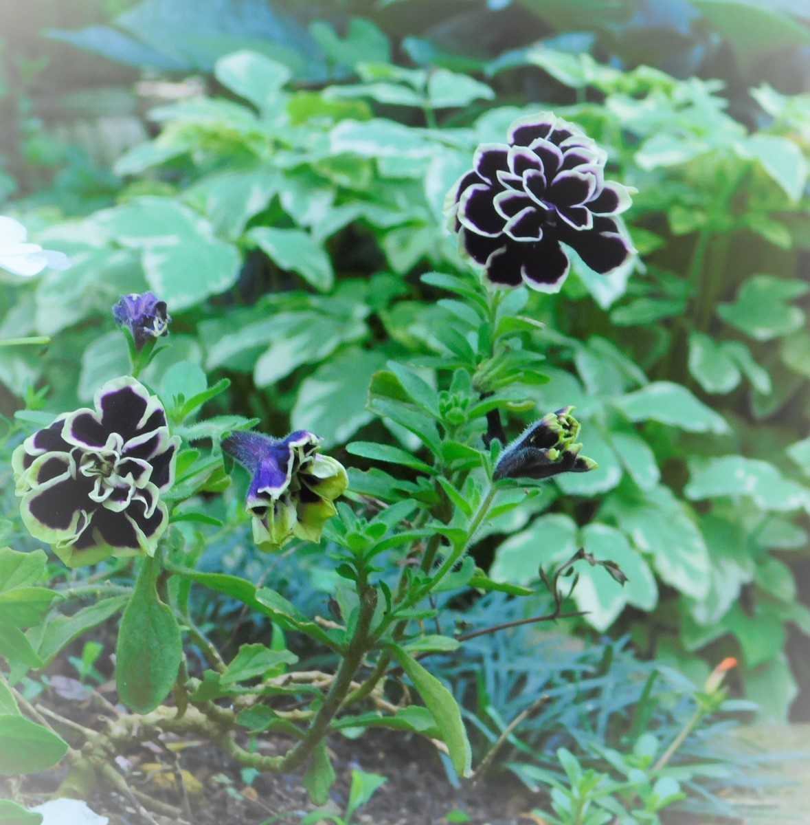 黒い蝶に黒い花 ようこそブルーガーデンへ 楽天ブログ