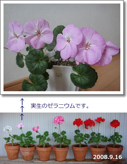実生ゼラニウムの開花