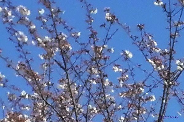 ソメイヨシノ（染井吉野・バラ科）
