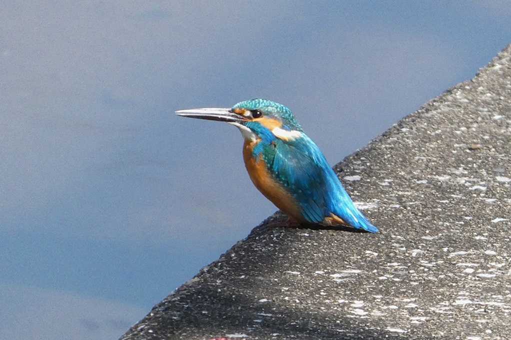 515